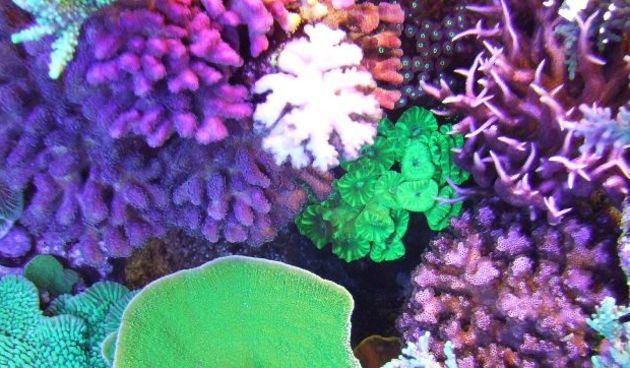 #6049016 EXCLUSIVE… ***EXCLUSIVE***

Coral in Clayton Smith’s fish tank on November 9, 2010 in Bromley, London, England.

The flower beds maybe bare and winter is just around the corner but one Londoner is cultivating an underwater garden of the tropica