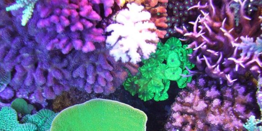 #6049016 EXCLUSIVE… ***EXCLUSIVE***

Coral in Clayton Smith’s fish tank on November 9, 2010 in Bromley, London, England.

The flower beds maybe bare and winter is just around the corner but one Londoner is cultivating an underwater garden of the tropica