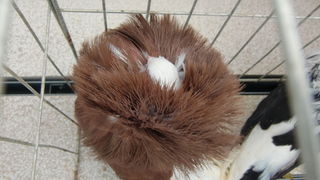 Izložba golubova na Poljani Ivana Pavla II. Izložba golubova na Poljani Ivana Pavla II.