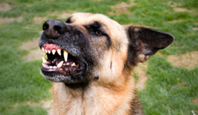 pas – njemački ovčar (foto: Net.hr)