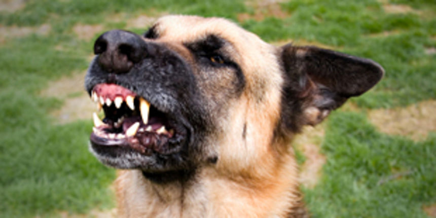 pas – njemački ovčar (foto: Net.hr)