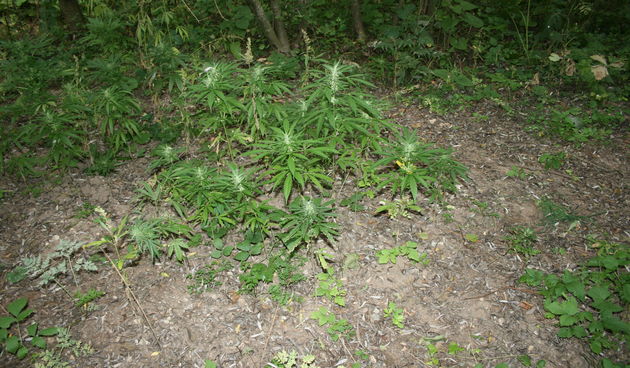 Indijska konoplja, Donji Srb