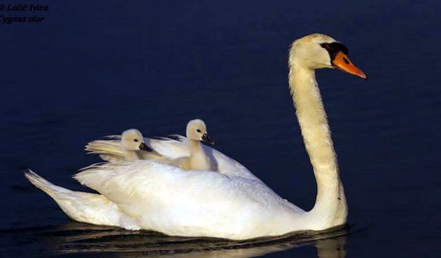 Ptice u Parku prirode Vransko jezero