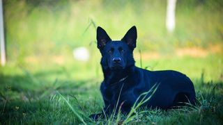 Kinološka udruga Malinois