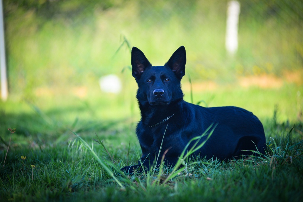 Kinološka udruga Malinois