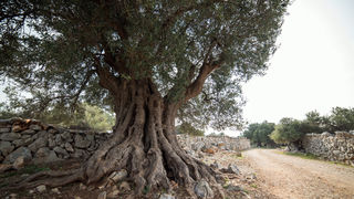 Berba maslina u Lunu, foto: V. Pesic