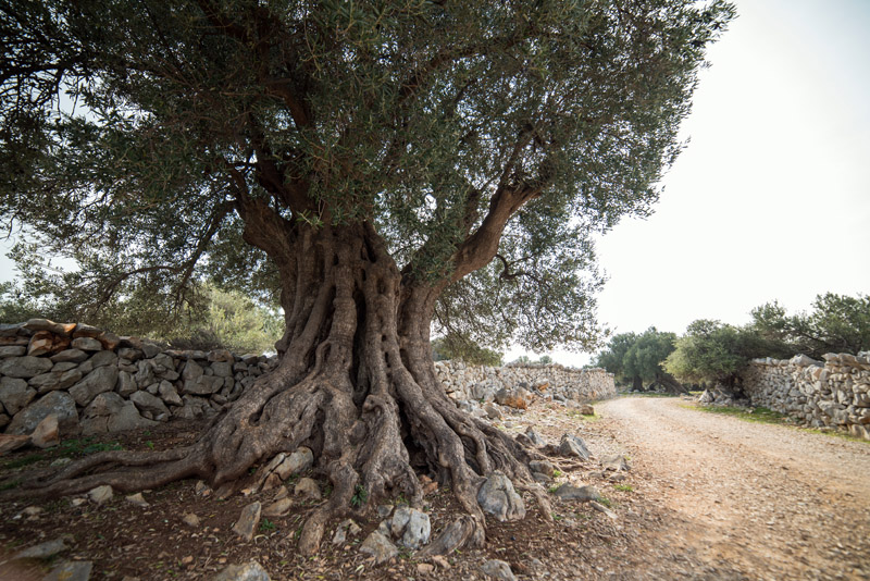 Berba maslina u Lunu, foto: V. Pesic