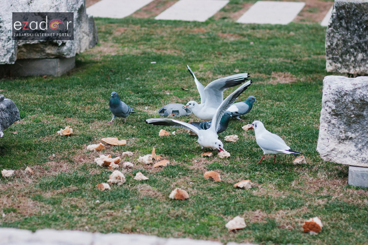 Đir po gradu, četvrtak 27. prosinca 2017. Đir po gradu, četvrtak 27. prosinca 2017.
