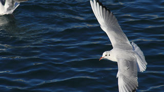 Galebovi u Jazinama, Foto: Leo Banić