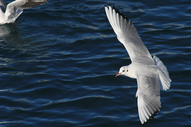 Galebovi u Jazinama, Foto: Leo Banić