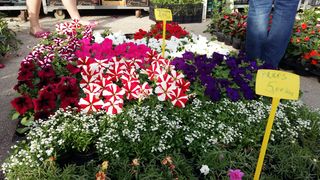 Cvjetna špica: Bili smo na Festivalu cvijeća u Sv. Filipu i Jakovu Cvjetna špica: Bili smo na Festivalu cvijeća u Sv. Filipu i Jakovu