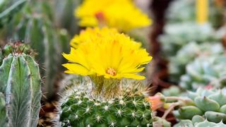 Pogledajte cvijetne fantazije na 53. Floraartu