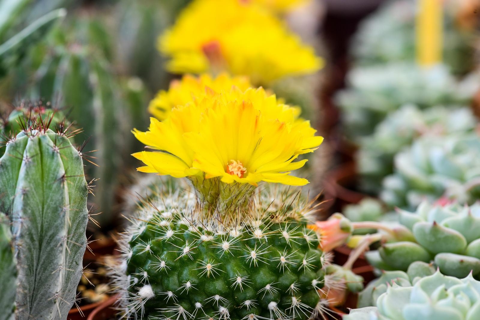 Pogledajte cvijetne fantazije na 53. Floraartu