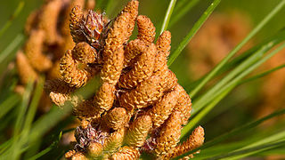 Priroda, cvijece, livada, sparoge, foto: Leo Banic