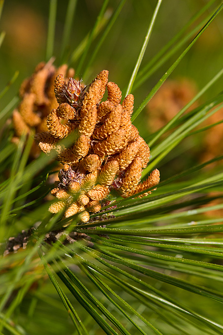Priroda, cvijece, livada, sparoge, foto: Leo Banic