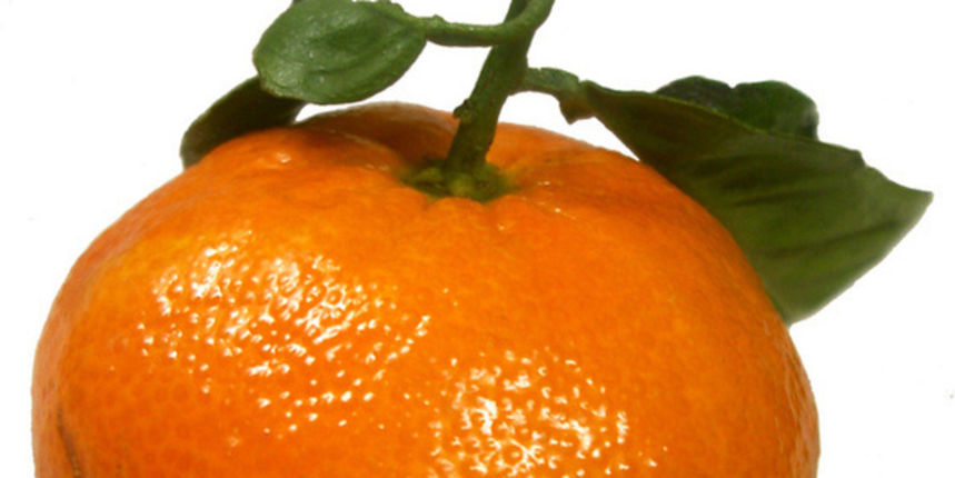 mandarina, foto: www.fanpop.com