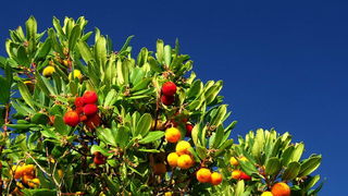 Malo Sukošana, pa Pakoštana, pa Puntaskale…, foto: Leonard Kvarantan