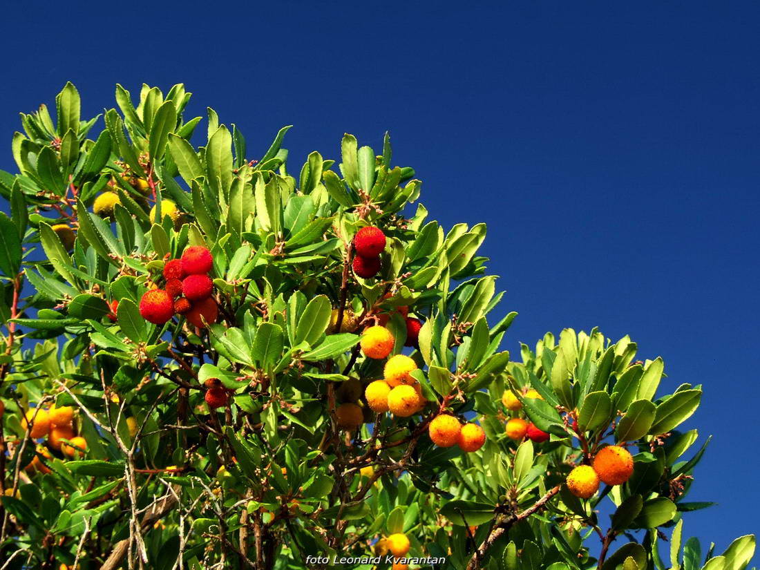Malo Sukošana, pa Pakoštana, pa Puntaskale…, foto: Leonard Kvarantan