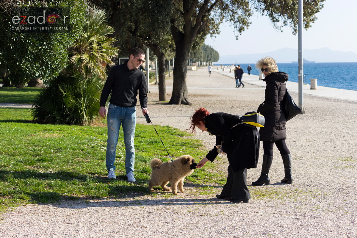 Đir po gradu 14. veljače 2017.