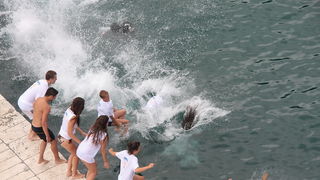 Dm Millenium 2010. foto: Angelo Virag Dm Millenium 2010. foto: Angelo Virag