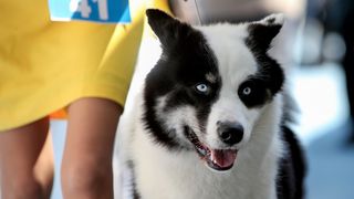 Međunarodna izložba pasa CACIB 2023