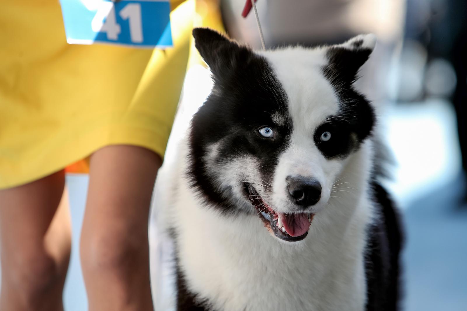 Međunarodna izložba pasa CACIB 2023