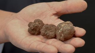 3. Tuna, Sushi & Wine Festival: traženje i priprema zadarskih tartufa 3. Tuna, Sushi & Wine Festival: traženje i priprema zadarskih tartufa