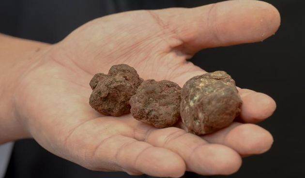 3. Tuna, Sushi & Wine Festival: traženje i priprema zadarskih tartufa