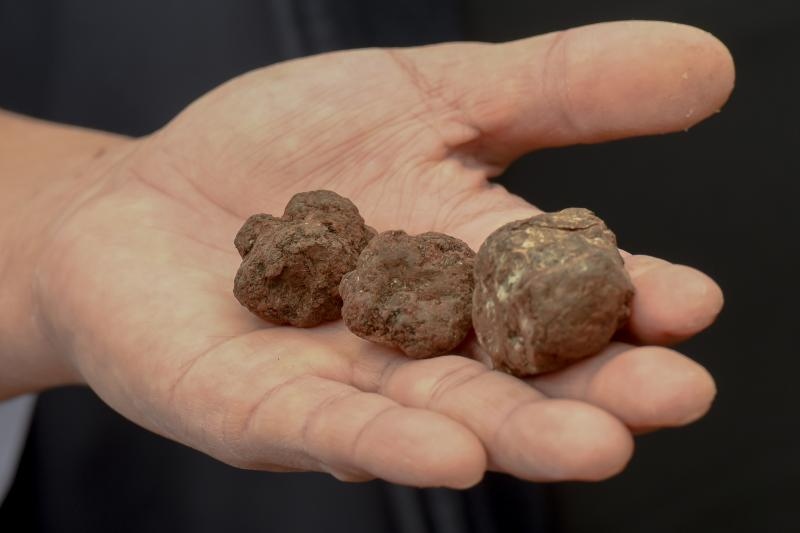 3. Tuna, Sushi & Wine Festival: traženje i priprema zadarskih tartufa 3. Tuna, Sushi & Wine Festival: traženje i priprema zadarskih tartufa