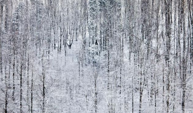 Gorski Kotar – Nakon, za ovo doba godine ugodnih i toplih dana, u jutarnjim satima Gorski Kotar zabijelio je snijeg. Photo: Nel Pavletic/PIXSELL Autor  Nel Pavletic/PIXSELL Ključne riječi  Gorski kotar, snijeg, zima, vrijeme,