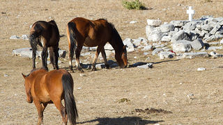 Velebitski divlji konji, Foto: Leo Banić