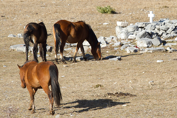Velebitski divlji konji, Foto: Leo Banić