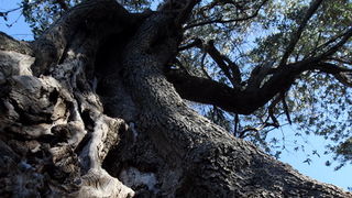 Pag, Lun, 221012.
Berba maslina u lunskom masliniku koji se nalazi kod mjesta Lun na otoku Pagu. Omedjen je suhozidima, prostire se na 400 hektara i sadrzi oko 80.000 stabala maslina. Najveci je maslinik u Hrvatskoj. U Lunskom masliniku rastu brojne jedin Pag, Lun, 221012.
Berba maslina u lunskom masliniku koji se nalazi kod mjesta Lun na otoku Pagu. Omedjen je suhozidima, prostire se na 400 hektara i sadrzi oko 80.000 stabala maslina. Najveci je maslinik u Hrvatskoj. U Lunskom masliniku rastu brojne jedin