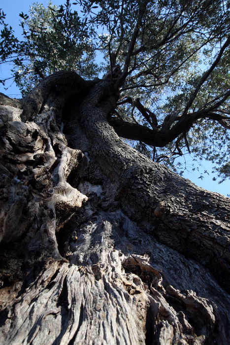 Pag, Lun, 221012.
Berba maslina u lunskom masliniku koji se nalazi kod mjesta Lun na otoku Pagu. Omedjen je suhozidima, prostire se na 400 hektara i sadrzi oko 80.000 stabala maslina. Najveci je maslinik u Hrvatskoj. U Lunskom masliniku rastu brojne jedin Pag, Lun, 221012.
Berba maslina u lunskom masliniku koji se nalazi kod mjesta Lun na otoku Pagu. Omedjen je suhozidima, prostire se na 400 hektara i sadrzi oko 80.000 stabala maslina. Najveci je maslinik u Hrvatskoj. U Lunskom masliniku rastu brojne jedin