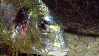 Čudesno zadarsko podmorje: U trapuli, Foto: Ive Šoša Čudesno zadarsko podmorje: U trapuli, Foto: Ive Šoša