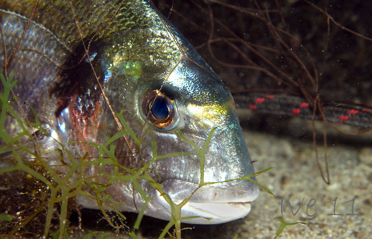 Čudesno zadarsko podmorje: U trapuli, Foto: Ive Šoša Čudesno zadarsko podmorje: U trapuli, Foto: Ive Šoša