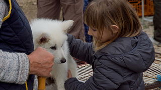 Benkovački sajam 10. travnja 2013, Foto: Leo Banić