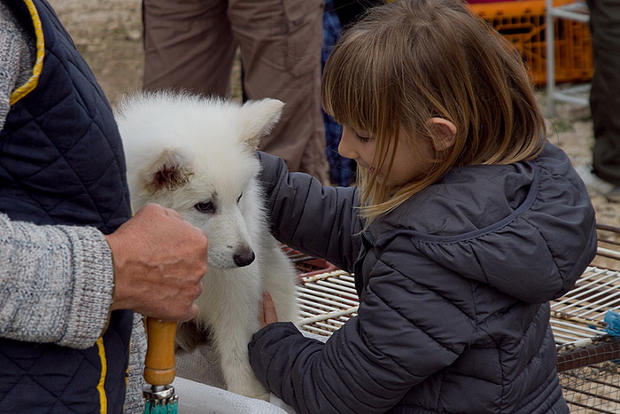 Benkovački sajam 10. travnja 2013, Foto: Leo Banić
