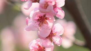 Boje i mirisi proljeća, Foto: CROPIX