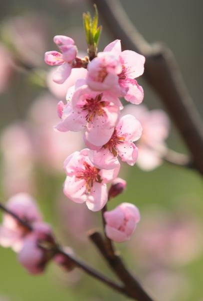 Boje i mirisi proljeća, Foto: CROPIX
