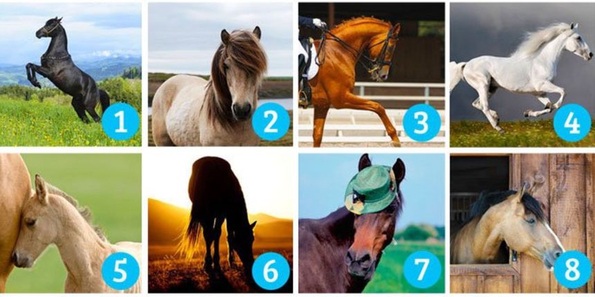 Koji konj vam je najljepši? Vaš izbor otkriva što tražite Koji konj vam je najljepši? Vaš izbor otkriva što tražite