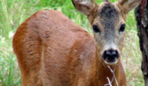 jelen – jednorog (foto: Beta)