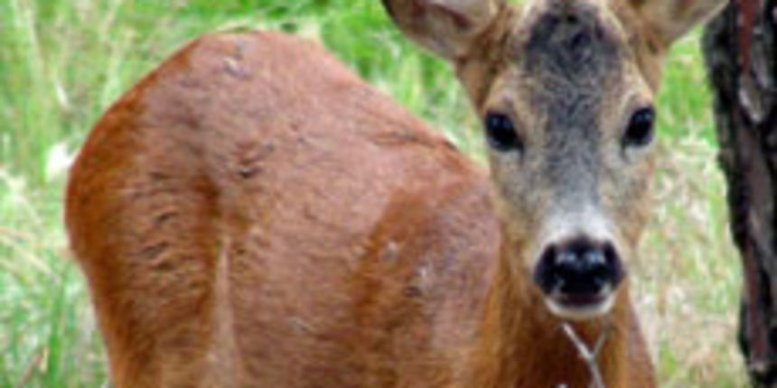 jelen – jednorog (foto: Beta)