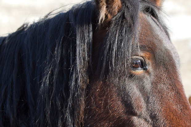 Divlji konji, foto: Leo Banić