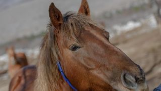 Veliko Rujno: Drago Krapić vlasnik je pedesetak konja koji obitavaju na velebitskim pašnjacima