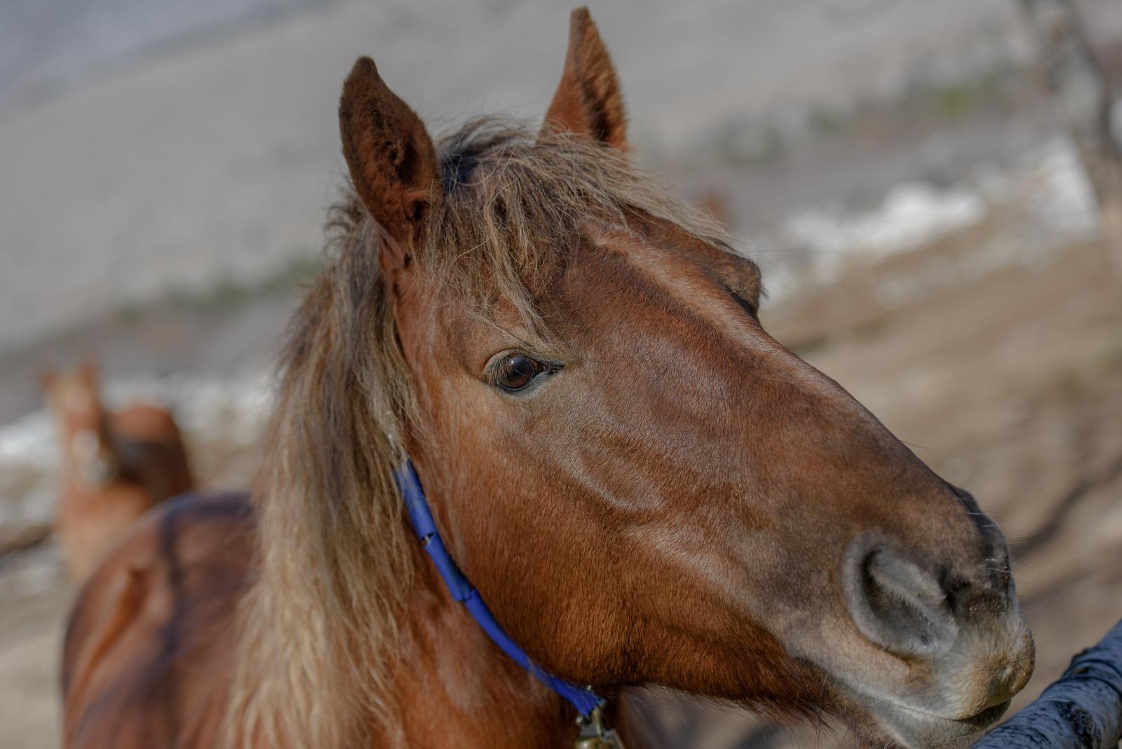 Veliko Rujno: Drago Krapić vlasnik je pedesetak konja koji obitavaju na velebitskim pašnjacima
