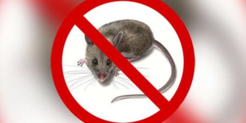 Deratizacija Deratizacija