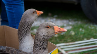 Tradicionalni Benkovački sajam, foto: Darko Belančić