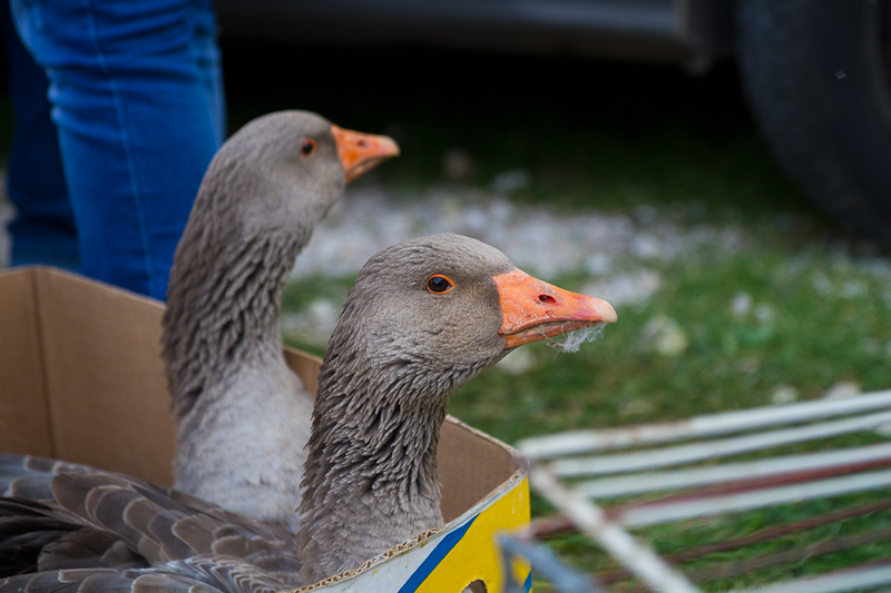 Tradicionalni Benkovački sajam, foto: Darko Belančić