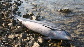 Na plaži u Zablaću pronađen uginuli dupin Na plaži u Zablaću pronađen uginuli dupin